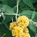 Buddleja x weyeriana 'Golden Globe' P9